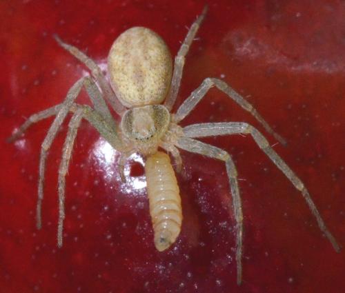 Réf. 359 452 : Philodromus (albidus-rufus)